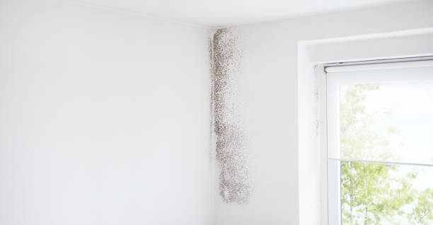 Best Crawl Space Mold Remediation  in Merrill, IA