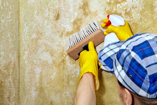 Best Forensic Mold Investigation  in Merrill, IA
