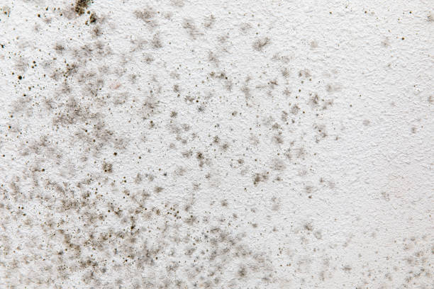Best Airborne Mold Testing  in Merrill, IA